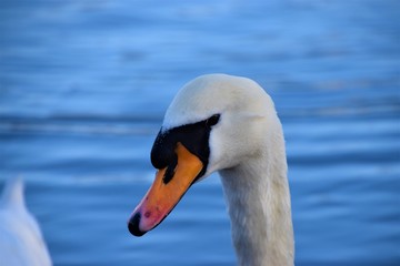 White mute swan in park lake portrait closeup blue background