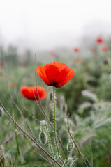 Obraz premium Scarlet poppy flowers in the field. Spring morning Dew drops