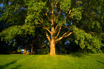 Naklejka premium Symmetrische Weitwinkelaufnahme einer Eiche im goldenen Abendlicht