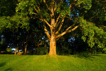 Fototapeta premium Symmetrische Weitwinkelaufnahme einer Eiche im goldenen Abendlicht