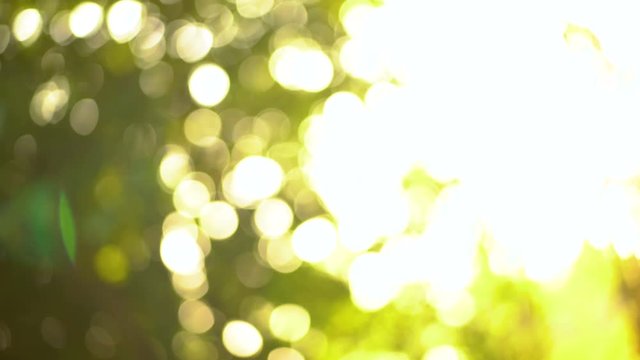 Out of focus natural green sunshine bokeh background