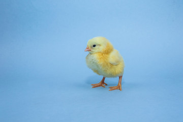 Little yellow chicken on blue background