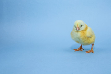 Little yellow chicken on blue background