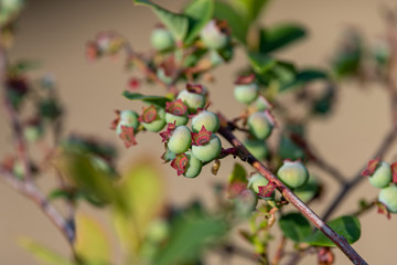 Young fruits of blueberry, on the branch