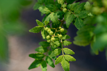 Young fruit of japanese pepper, on the branch, sansyo