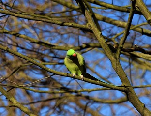 Green rose-ringed parakeet parrot on tree branch