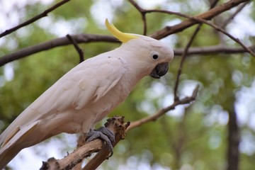 Australian suplhur crested cockatoo on tree branch