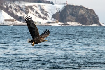White-tailed eagle in flight, majestic eagle with a fish which has been just plucked from the water in Hokkaido, Japan, eagle with cliffs in background, exotic birding in Asia,wallpaper