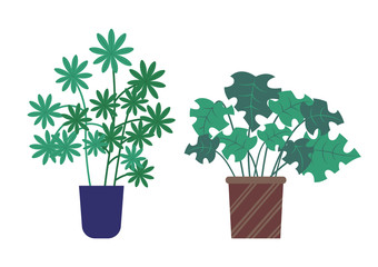 Schefflera growing in pot vector, plants with green foliage and leaves. Floral decoration for home, petals and herbal elements, ornaments on flowerpots