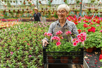 Happy senior woman with a crate of potted flowers in plant nursery.