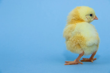 Little yellow chicken on blue background