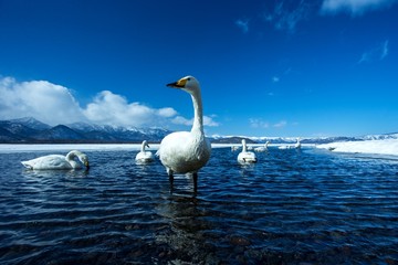 Naklejka premium Whooper Swan or Cygnus cygnus swimming on Lake Kussharo in Winter at Akan National Park,Hokkaido,Japan, mountains covered by snow in background,birding adventure in Asia,beautiful elegant royal birds