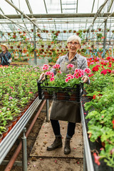 Fototapeta na wymiar Smiling female greenhouse worker with crate of potted flowers.