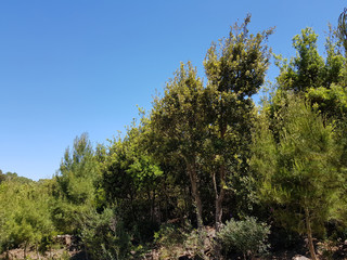 Paesaggio campestre