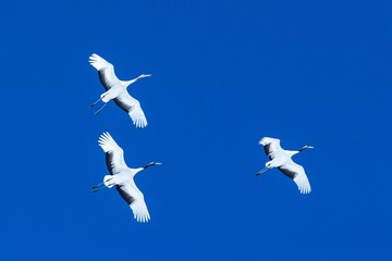 Red crowned cranes (grus japonensis) in flight with outstretched wings against blue sky, winter, Hokkaido, Japan, japanese crane, beautiful mystic national white and black birds, elegant animal