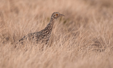 Tinamou in grassland environment, Pampas, Argentina