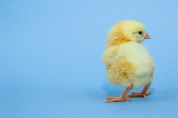 Little yellow chicken on blue background
