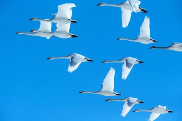 Flock of whooper swans (Cygnus cygnus) in flight with outstretched wings against blue sky, winter, Hokkaido, Japan, beautiful royal white birds flying, elegant animal, exotic birding in Asia