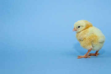 Little yellow chicken on blue background