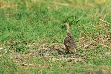 Tinamou in grassland environment, Pampas, Argentina
