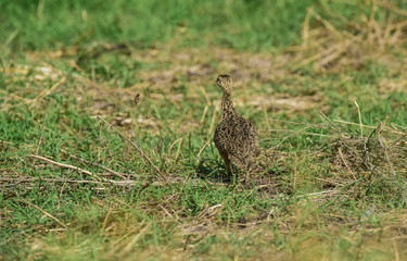 Tinamou in grassland environment, Pampas, Argentina