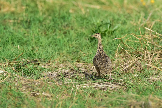 Tinamou in grassland environment, Pampas, Argentina