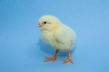 Little yellow chicken on blue background