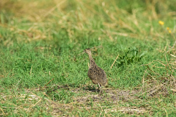 Tinamou in grassland environment, Pampas, Argentina