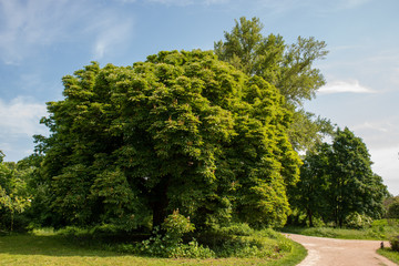 Chestnut tree four seasons set: spring afternoon, mai