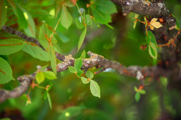 Chestnut tree foliage on a branch in spring
