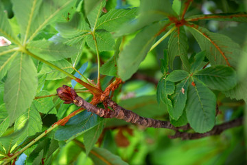 Chestnut tree foliage and budding twig in spring