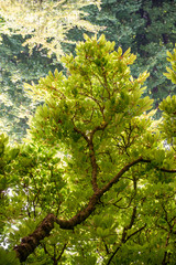 Chestnut tree foliage in spring
