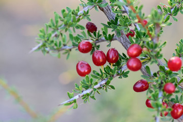 Small red wild fruits in the Pampas forest, Patagonia, Argentina