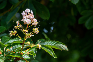 Chestnut tree closeup fading inflorescence and young budding conkers in spring