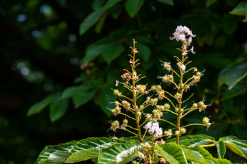 Chestnut tree closeup fading inflorescence and young budding conkers in spring