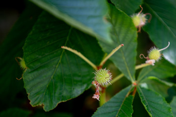 Chestnut tree closeup young budding conkers in spring