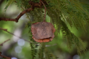 Jacaranda tree seed pod on branch closeup