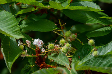 Chestnut tree closeup fading inflorescence and young budding conkers in spring