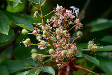Chestnut tree closeup fading inflorescence and young budding conkers in spring