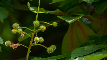 Chestnut tree closeup young budding conkers in spring