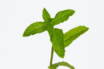 fresh green mint leaves © AlexZlat