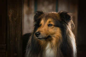 Shetland sheepdog dog standing in a garden arbor