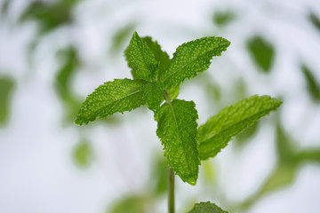 fresh mint leaves © AlexZlat