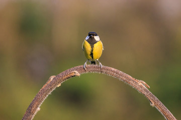 cinciallegra (Parus major) sull'albero