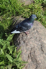  lonely dove on a huge stone on the banks of the Volga