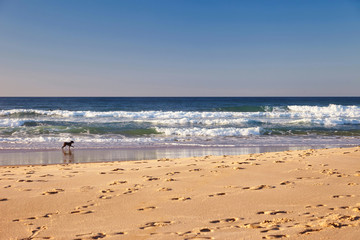 Dog on a sunny beach