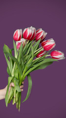    design for greeting cards. hand with  bouquet of flowers. Tulips on a purple background. Gentle  gift for  womens day and mothers day.   Vertical banner
