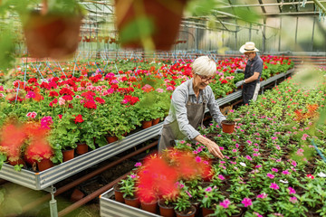 Happy mature woman working with potted flower in a greenhouse.