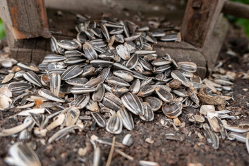 Sunflower seeds as bird food in front of the bird house