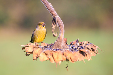 verdone posato su una pianta di girasole
